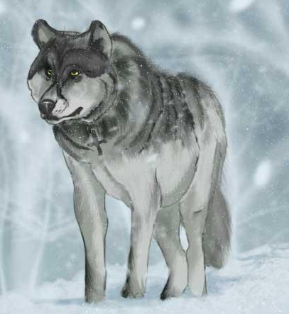 Forest Wolf